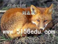 《怀念红狐》ppt课件3